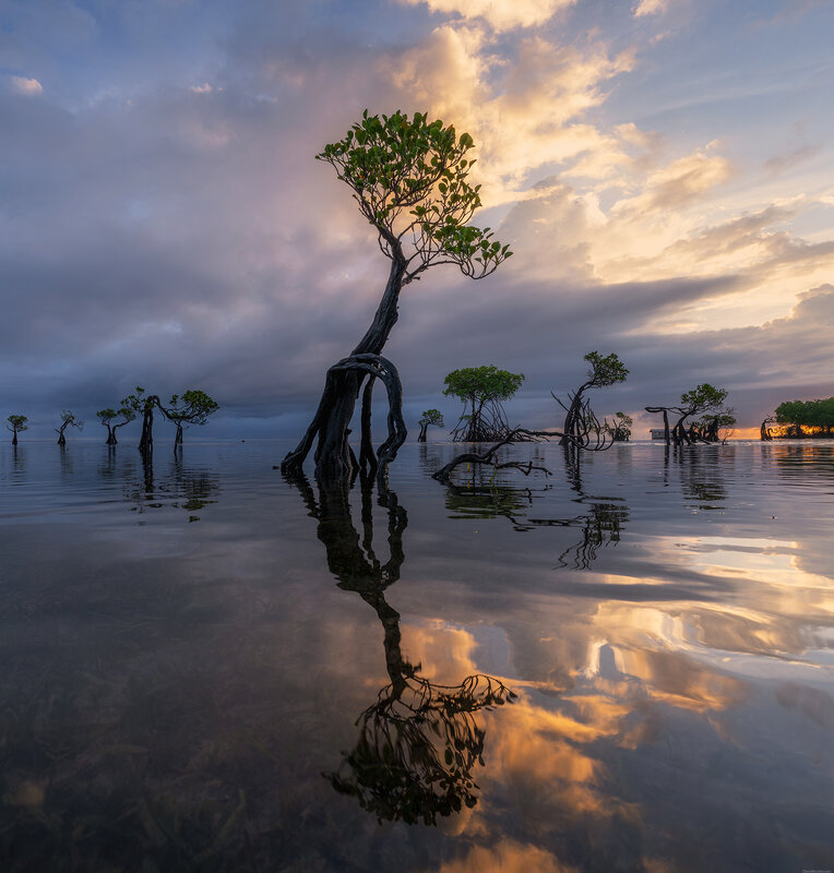 Sumba dancing trees фото превью