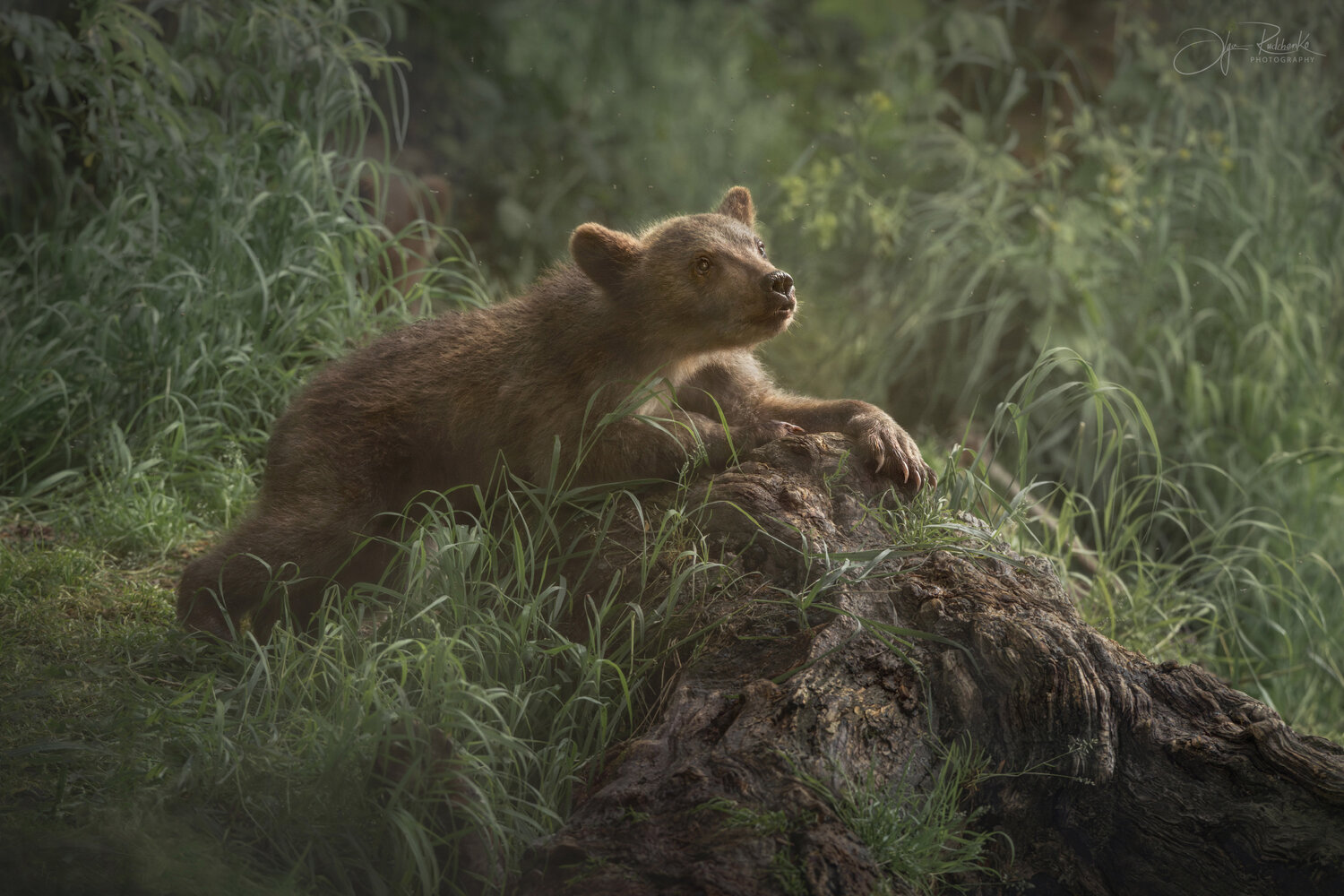 камчатка, медведь, медвежонок, озеро двухюрточное, wildnature, Рудченко Ольга