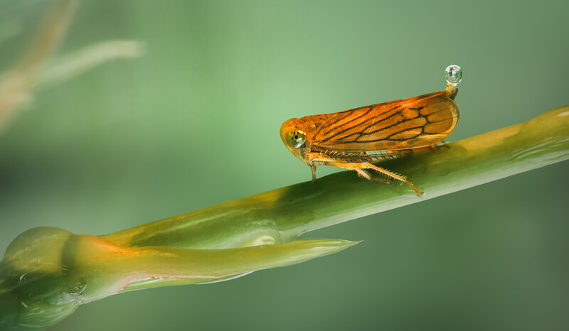 leafhopper, honeydew, macro, insect Sharpshooter фото превью
