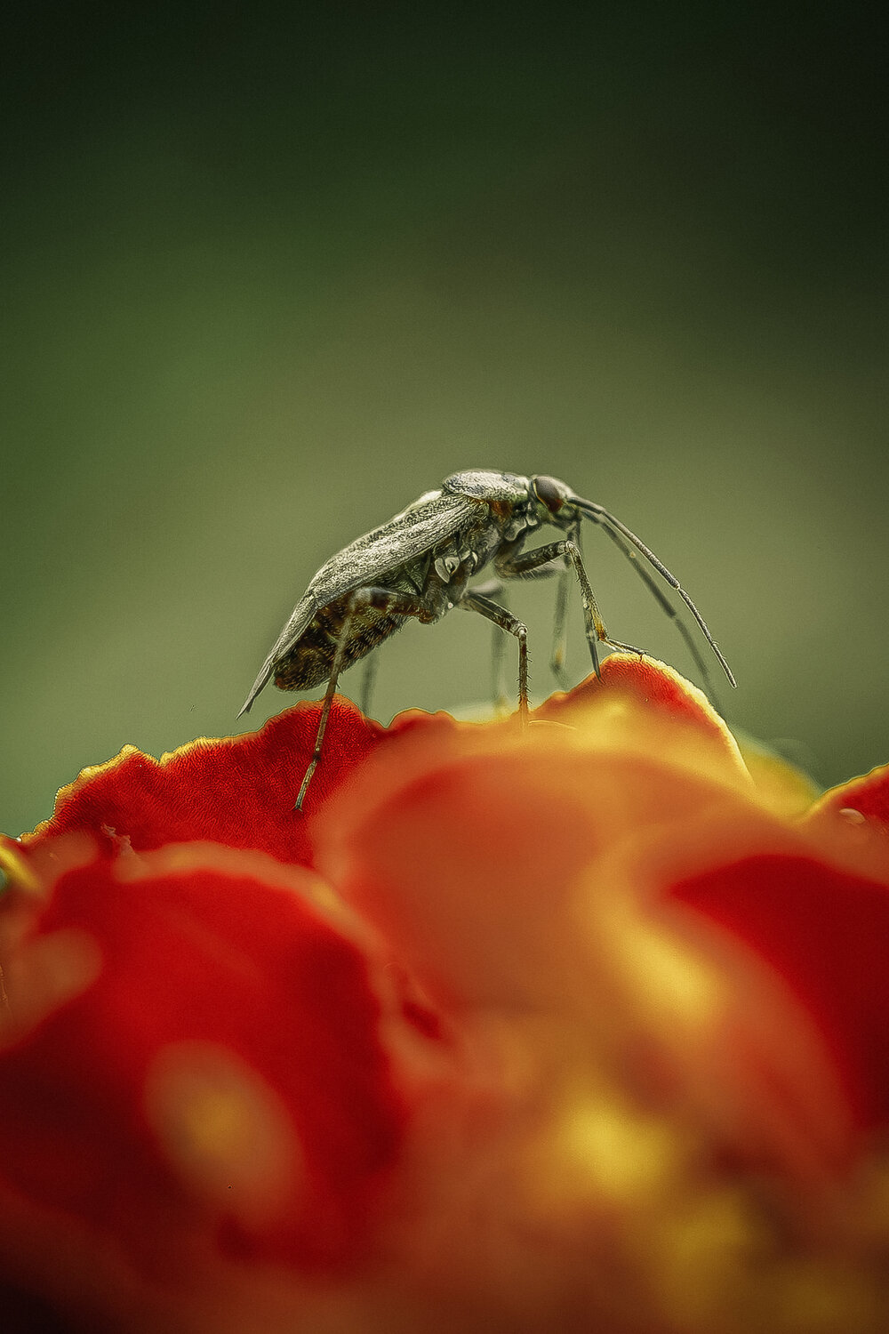 макро, насекомые, слепняк, macro, лето, 2026, Белокуров Сергей