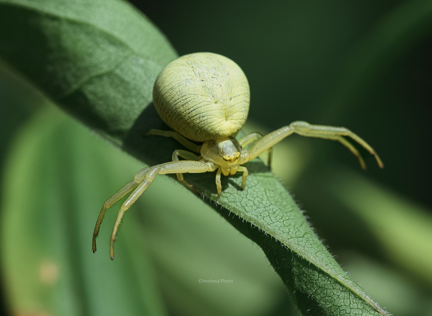 Macro, Ирешева Мария