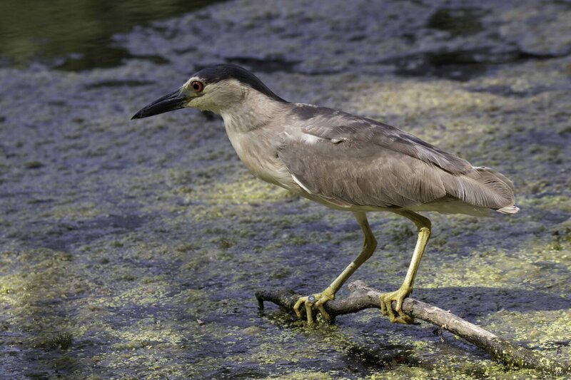 Night heron фото превью