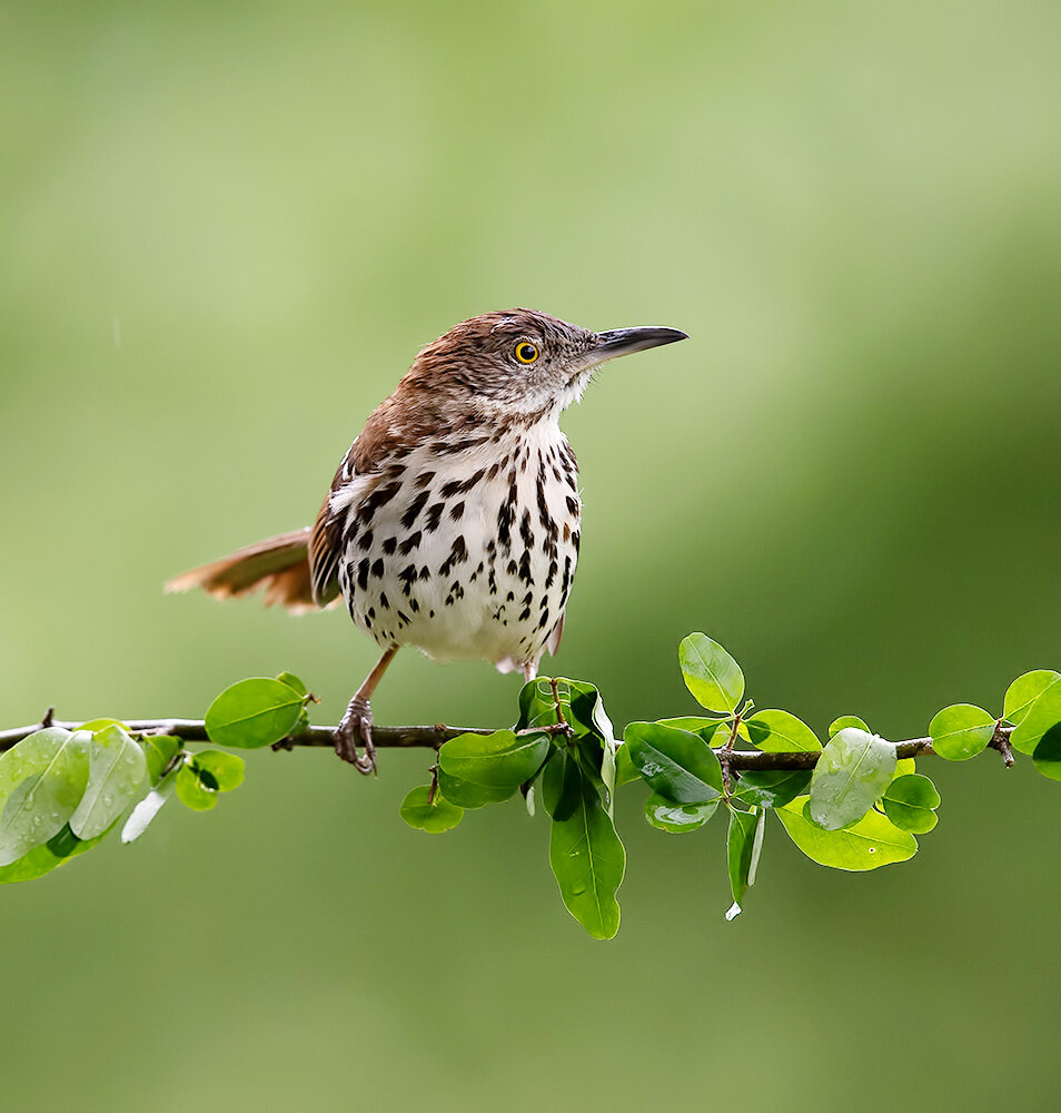brown thrasher, коричневый пересмешник, thrasher, пересмешник, birds, wild, птицы, Etkind Elizabeth