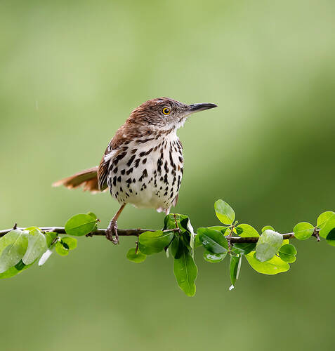 Brown Thrasher - Коричневый пересмешник
