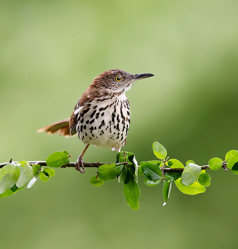 brown thrasher, коричневый пересмешник, thrasher, пересмешник, birds, wild, птицы Brown Thrasher - Коричневый пересмешник фото превью
