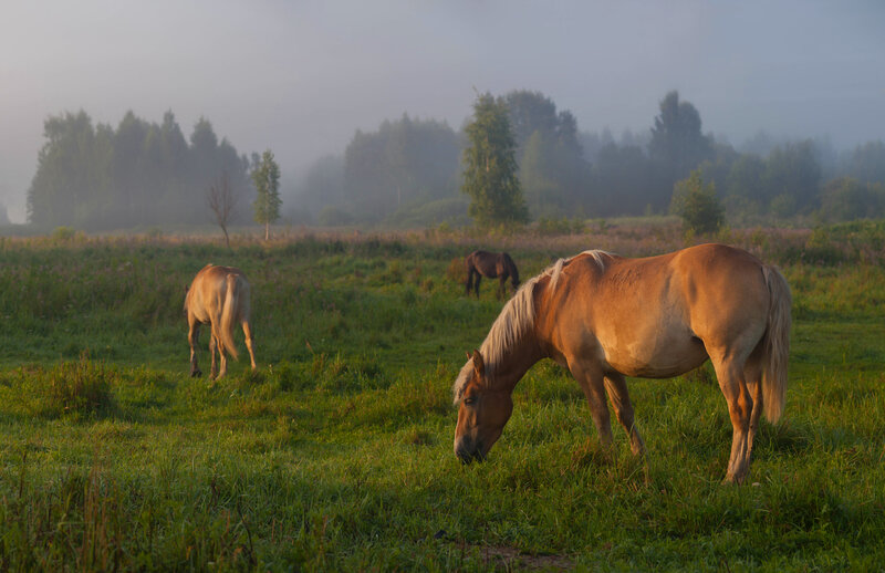 лето, туман, лошади  фото превью