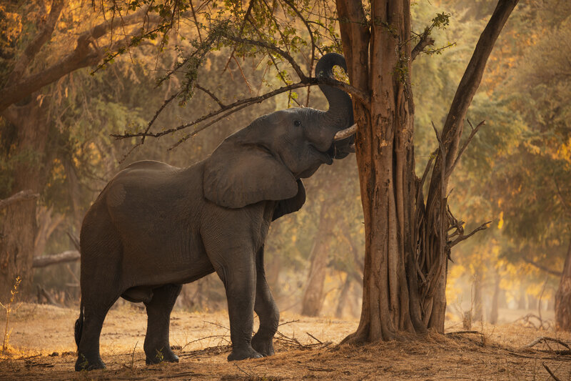 lowerzambezi, zambia, photosafari, wildlifephotography, safariphotography, naturephotography, worldphototravels The Magic of the Winterthorn Forest фото превью