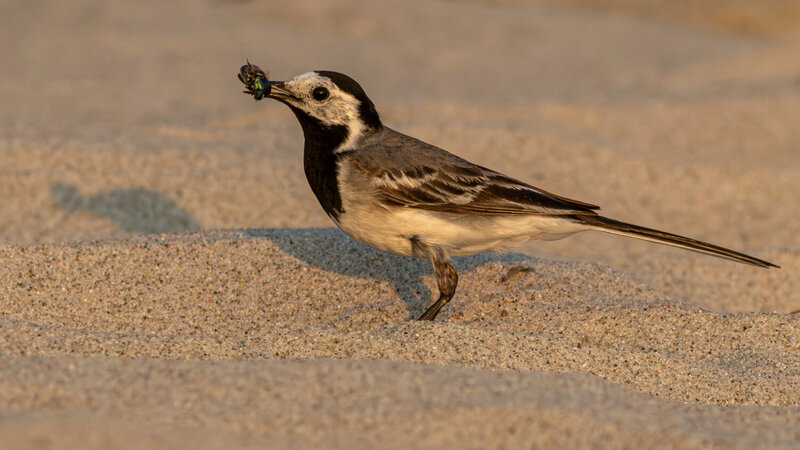 белая трясогузка, трясогузка, motacilla alba, white wagtail, wagtail, wildlife, nature, bird, birdwatching, baltic sea, seaside, shore, beach, балтийское море, море, берег, пляж, побережье, птица, природа, птицы калининградской области Удачливая охотница фото превью