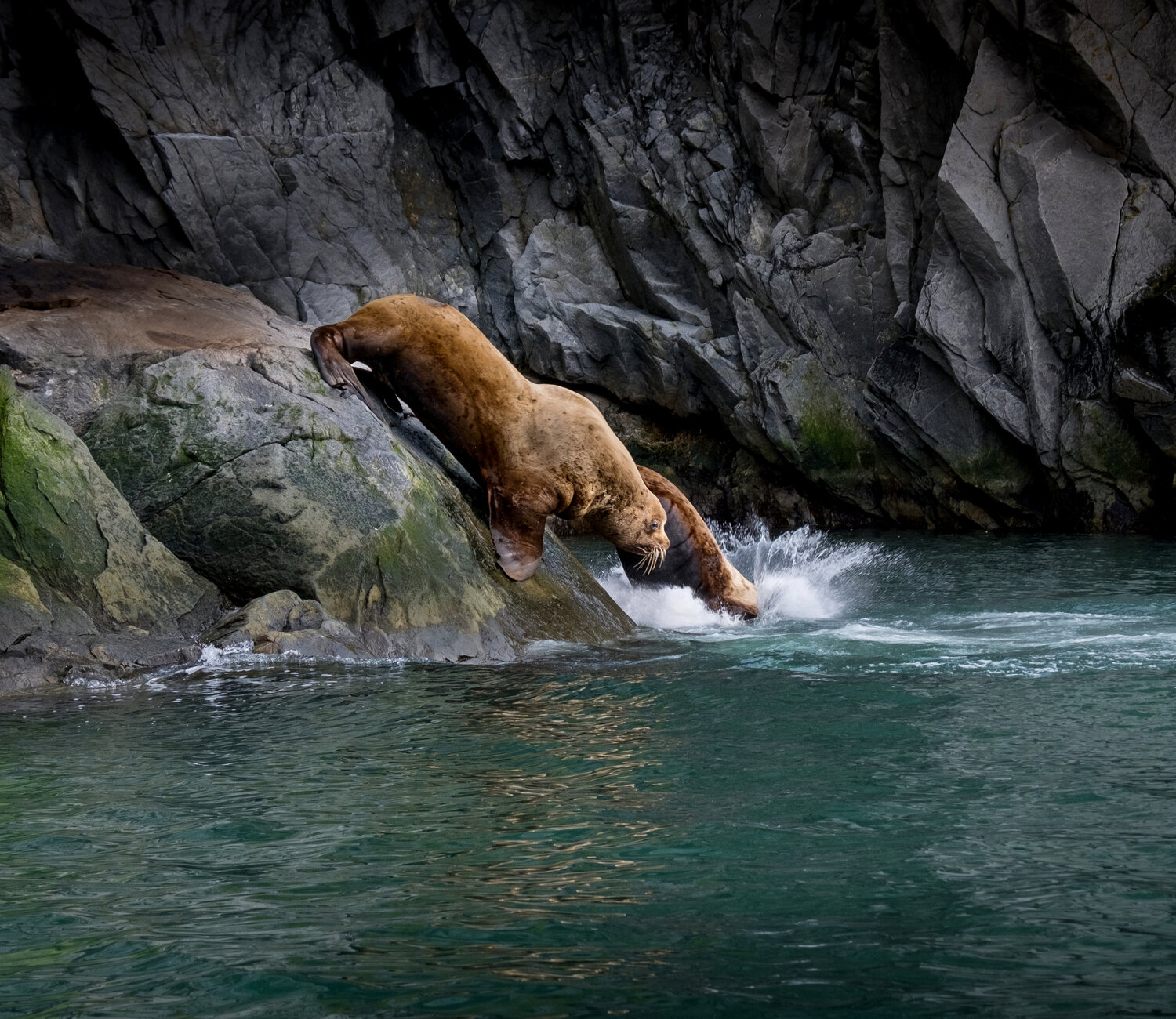 чукотка, сивучи, сивуч, морской лев, chukotka, арктика, arctic, нд, север, чукотка нд, берингово море, Демкина Надежда