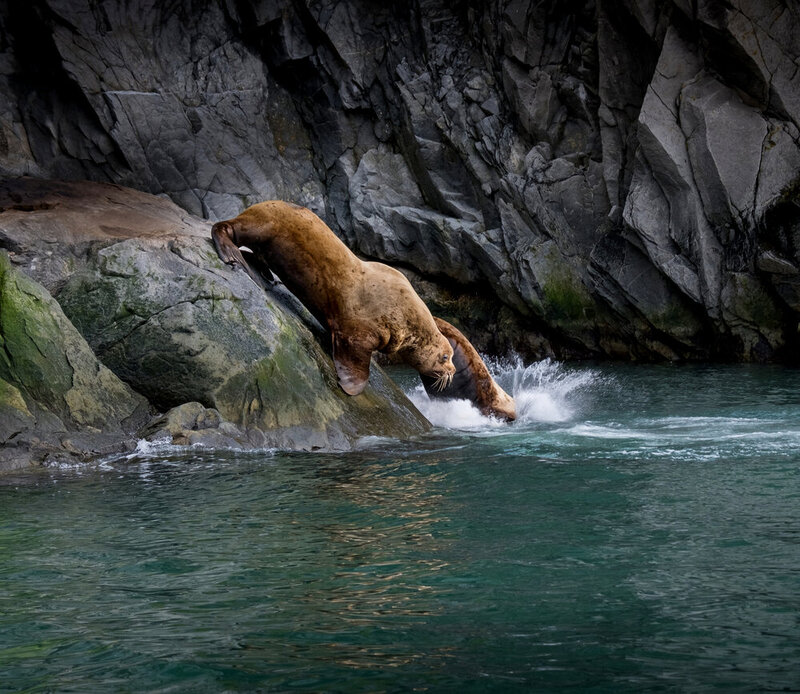 чукотка, сивучи, сивуч, морской лев, chukotka, арктика, arctic, нд, север, чукотка нд, берингово море Ныряльщики фото превью