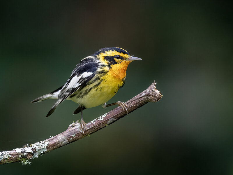 Blackburnian Warbler фото превью