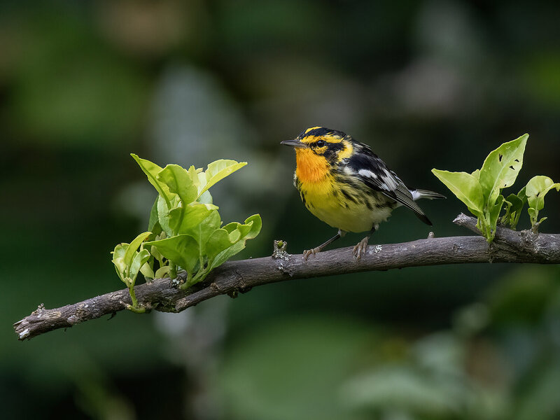 Blackburnian Warbler фото превью