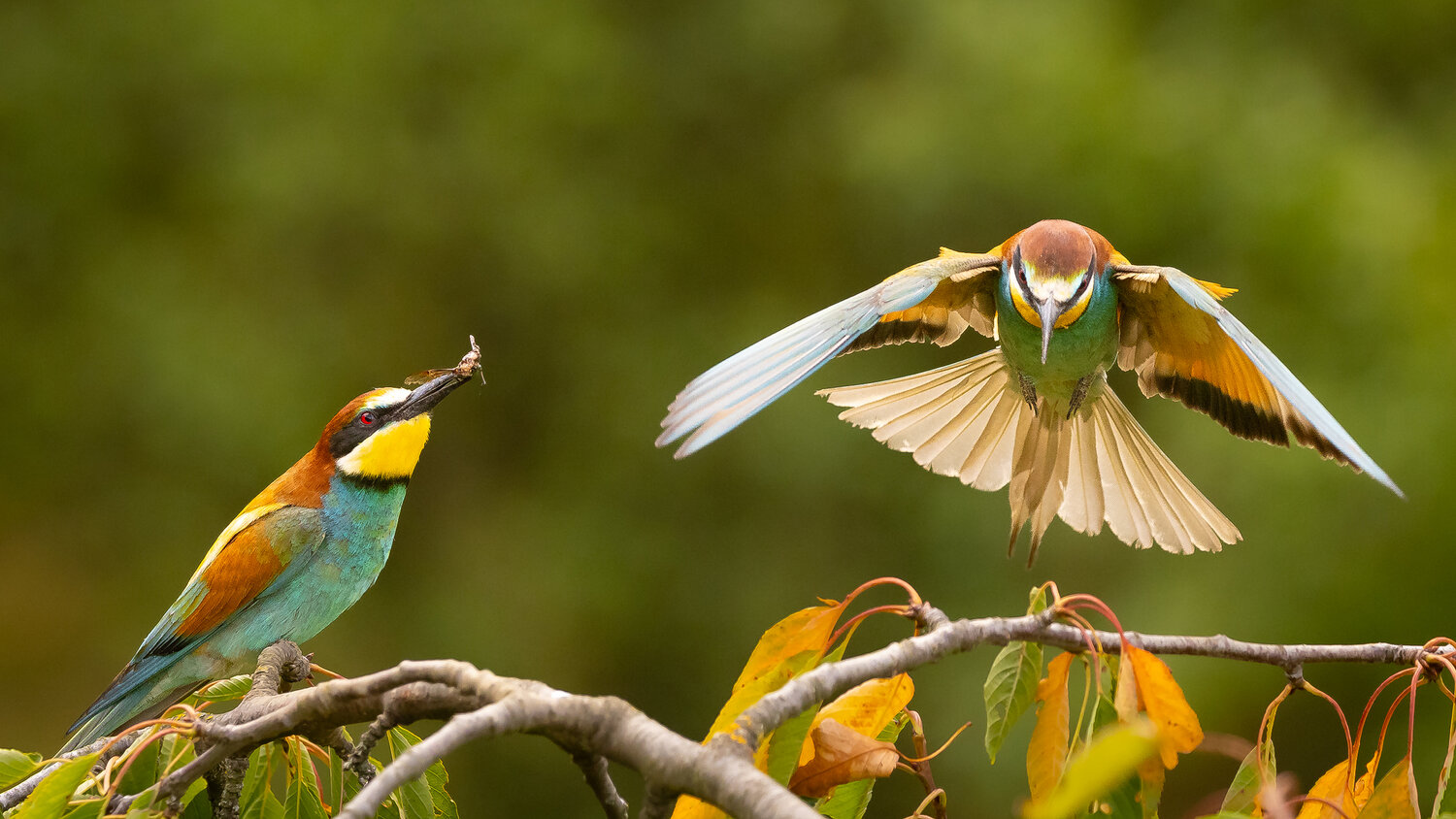 Bee-eater. Автор: Adamec Robert , Adamec Robert