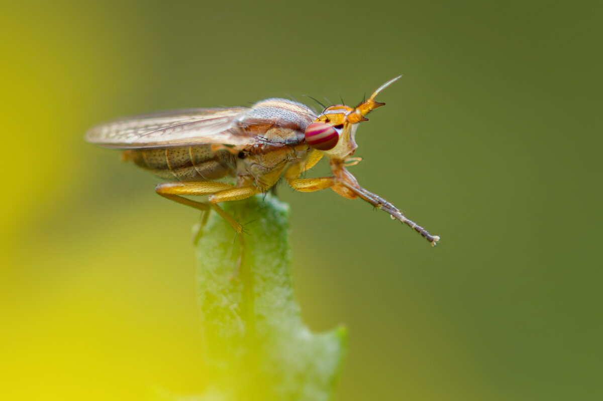 макро, муха, sciomyzidae, macro, Хилько Марина