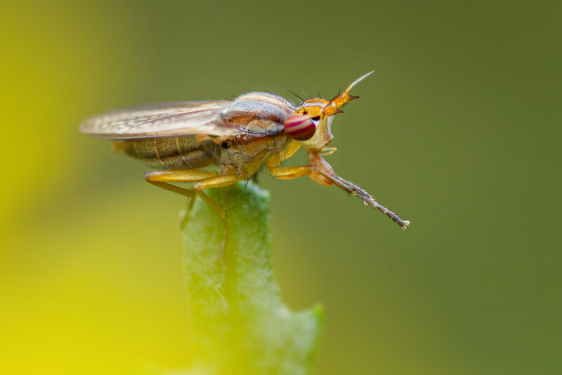 макро, муха, sciomyzidae, macro Магия взгляда фото превью