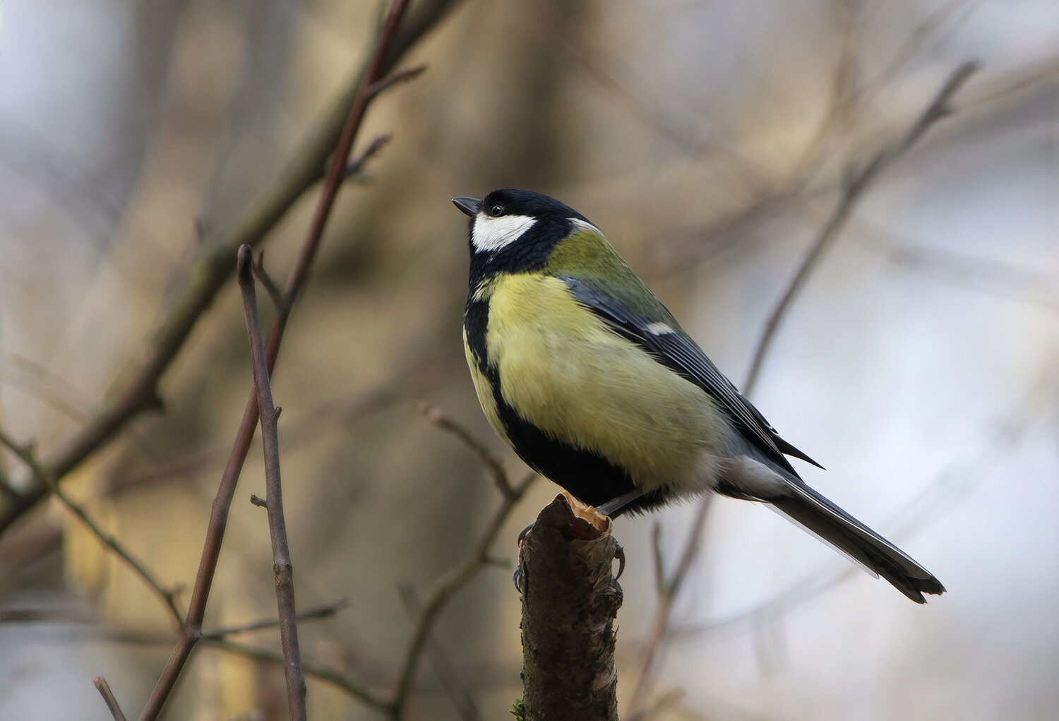 Большак (Parus major). Автор: КарОл большая синица, большак, parus major, КарОл