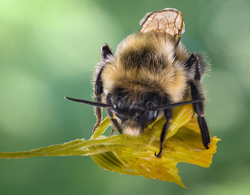 insect, bee, bumblebee, macro Fluffy фото превью