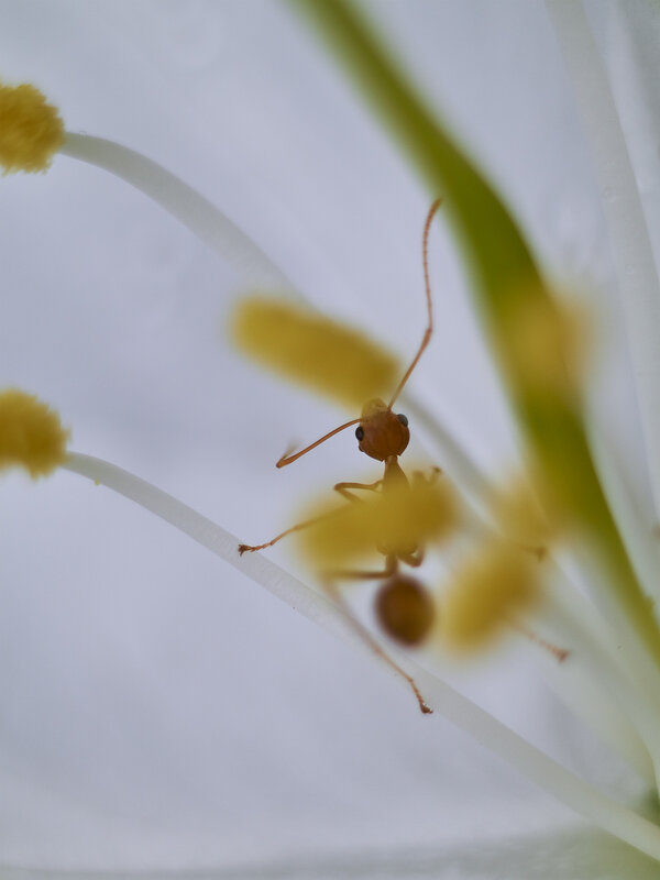 ant, macro, canon, cheap lens, cheap camera challenge  фото превью