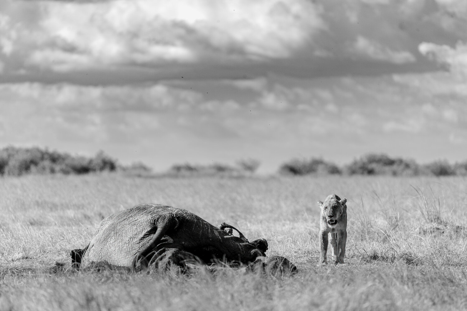 Scale doesn\'t matter. Автор: Bagaria Abhisek , Bagaria Abhisek