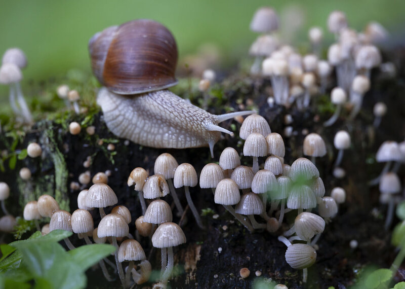 улитка, грибы, пенёк, лес, природа, snail, mushrooms, forest, nature Лесной гурман на дегустации фото превью