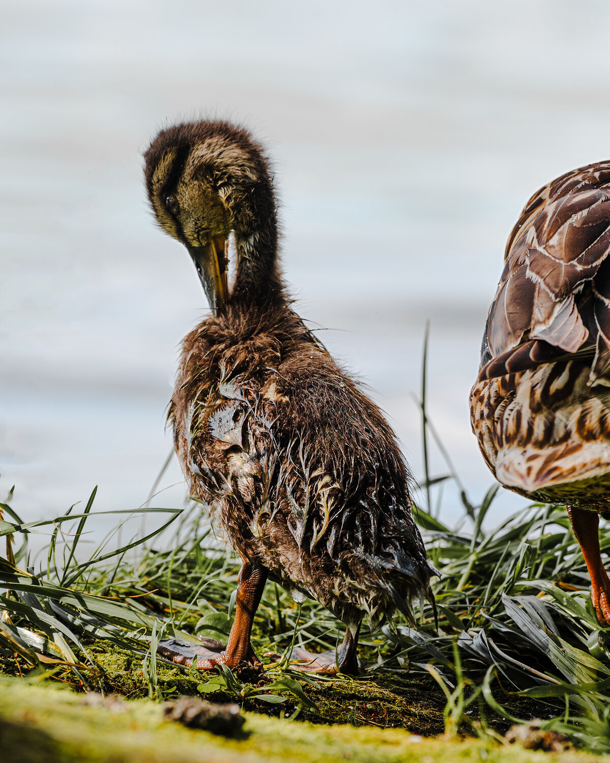 утка, утенок, птица, duck, bird, birdphotography, nature, Колесенко Иван
