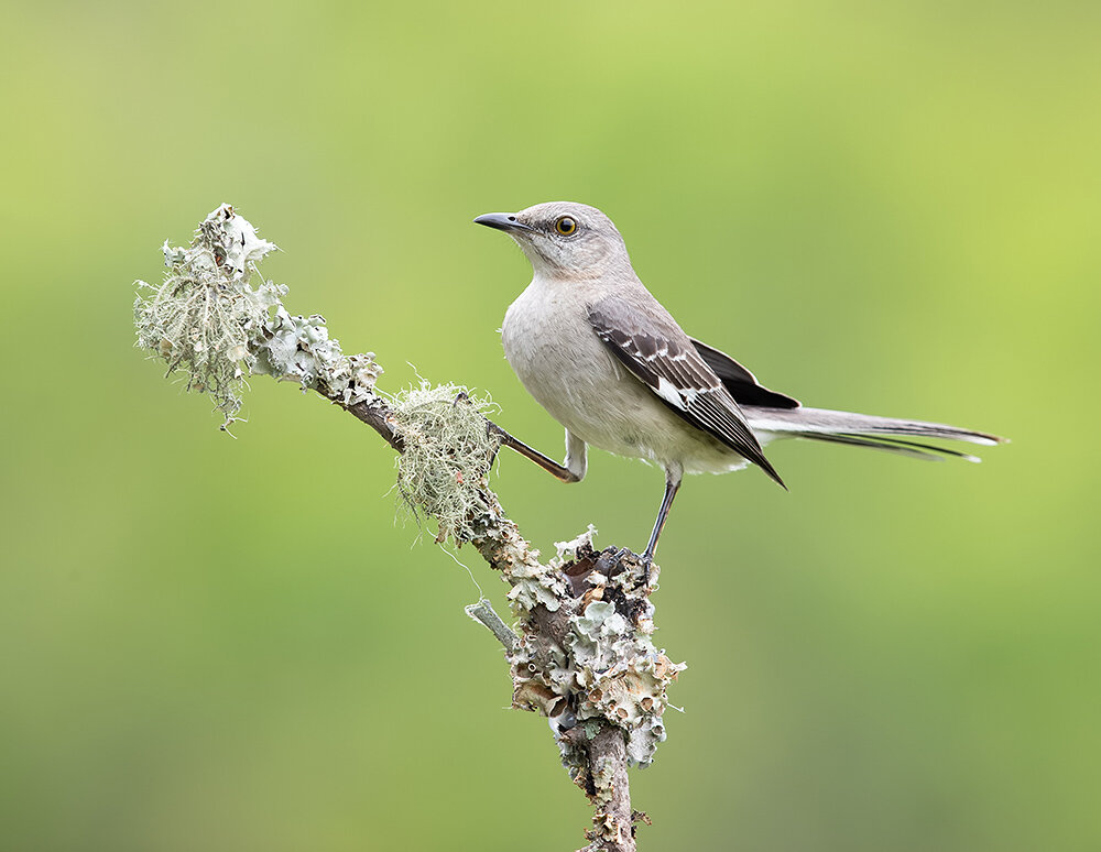 northern mockingbird, многоголосый пересмешник, пересмешник, mockingbird, birds, wild, птицы, Etkind Elizabeth