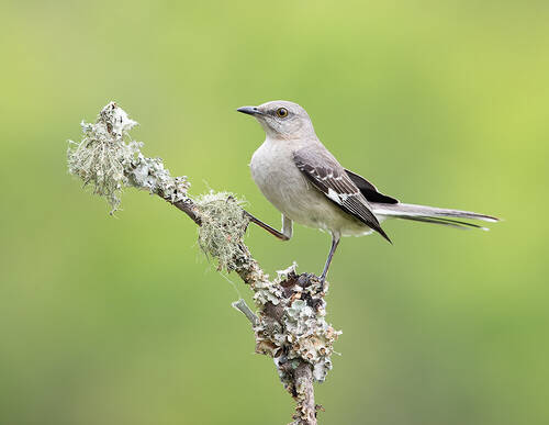 Northern Mockingbird - Многоголосый пересмешник