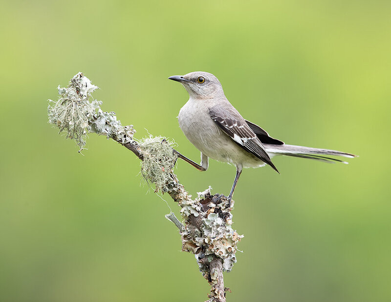 northern mockingbird, многоголосый пересмешник, пересмешник, mockingbird, birds, wild, птицы Northern Mockingbird - Многоголосый пересмешник фото превью
