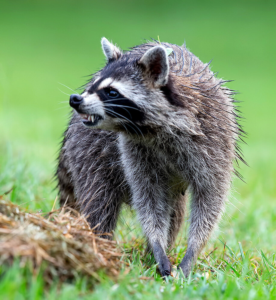 енот-полоскун, енот, raccoon, животные, дикие животные, wild, animals, Etkind Elizabeth
