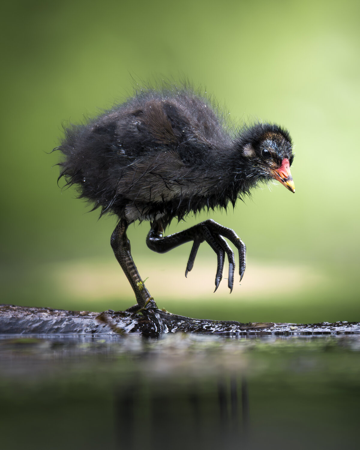 Камышница (Gallinula chloropus) . Автор: Поляков Михаил , Поляков Михаил