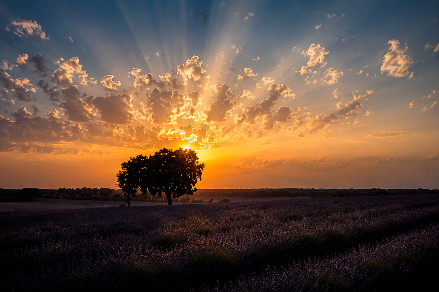Brihuega, ocaso en los campos de lavanda.. Автор: Antonio Cantabrana , Antonio Cantabrana
