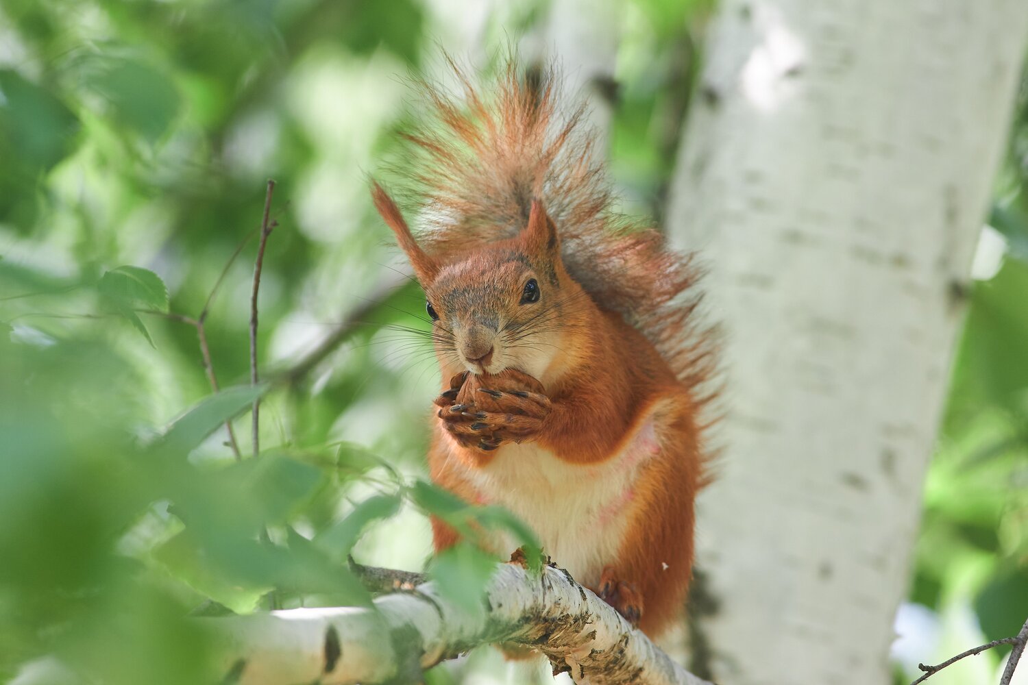 Sciurus vulgaris, белка, Павел Сторчилов