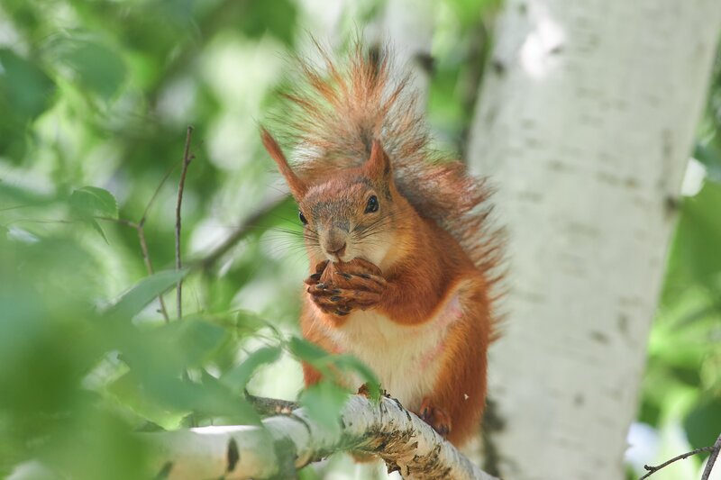 Sciurus vulgaris, белка Sciurus vulgaris фото превью