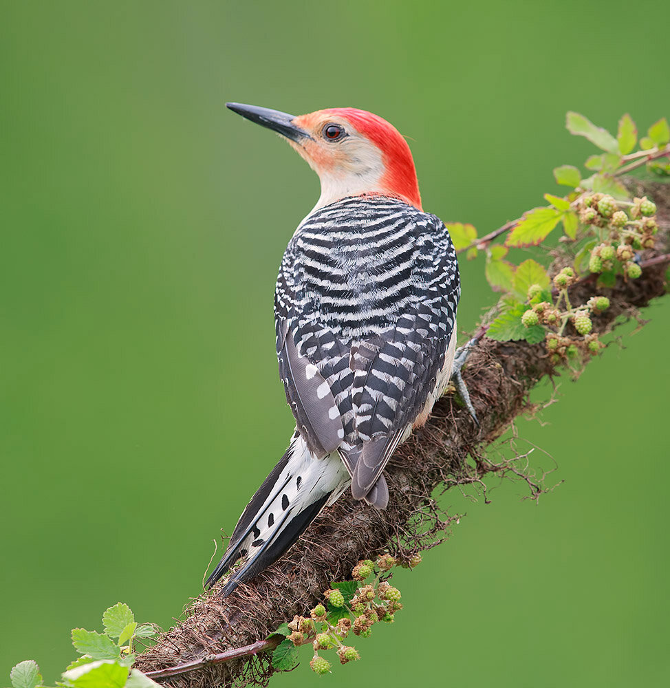 red-bellied woodpecker, каролинский меланерпес, дятел, woodpecker, птицы, birds, wild, Etkind Elizabeth