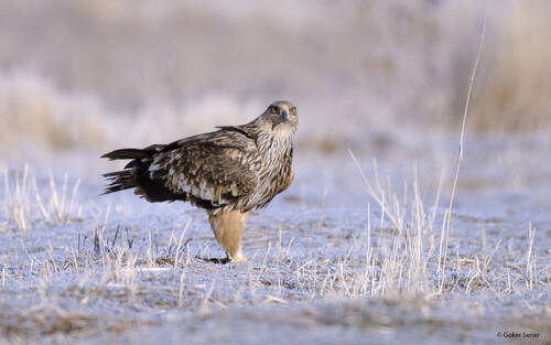 Eastern Imperial Eagle