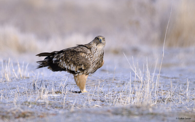 imperial, eagle Eastern Imperial Eagle фото превью
