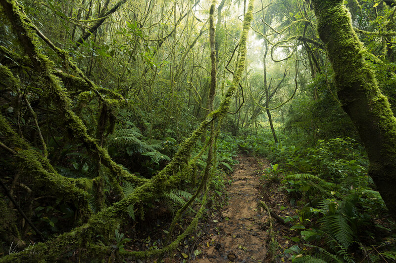 Forest фото превью