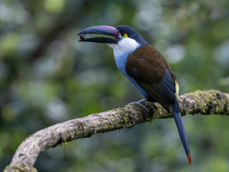 Black-billed Mountain-Toucan фото превью