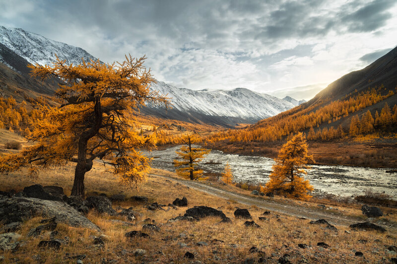 алтай, горный алтай, республика алтай, ледники алтая, кош-агачский район, золотая осень, осенний алтай, лиственницы, сентябрь, горы, горы алтая, altai mountains Золото ледниковой долины фото превью