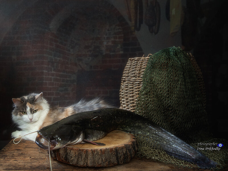 фото животных, котонатюрморт, натюрморт, сом, котики, питомцы Папа с рыбалки вернулся! фото превью