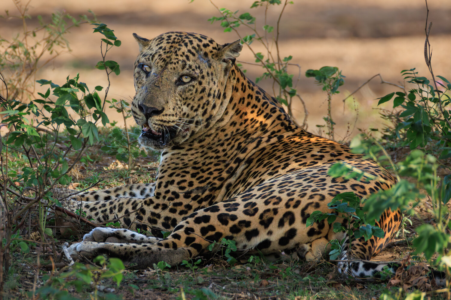 леопард, цейлонский леопард, шри ланка, яла, фотоохота, leopard, yala national park, Николай Попов