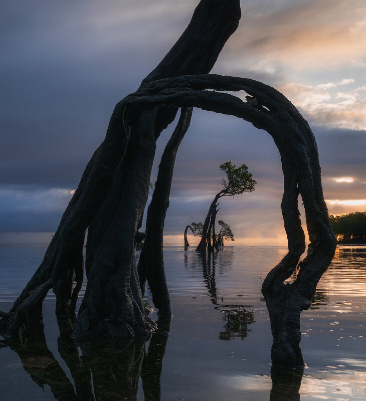 Sumba dancing trees фото превью