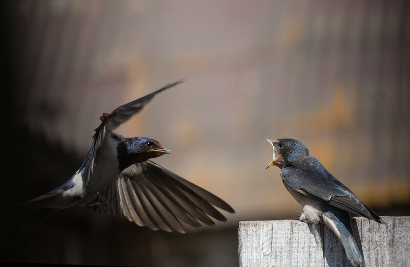 деревенская ласточка, птицы, лето, birds, wildlife, barn swallow Деревенские ласточки фото превью
