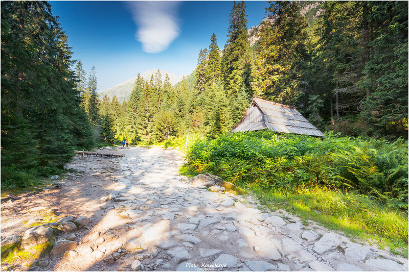 polska, tatry, góry, las *** фото превью
