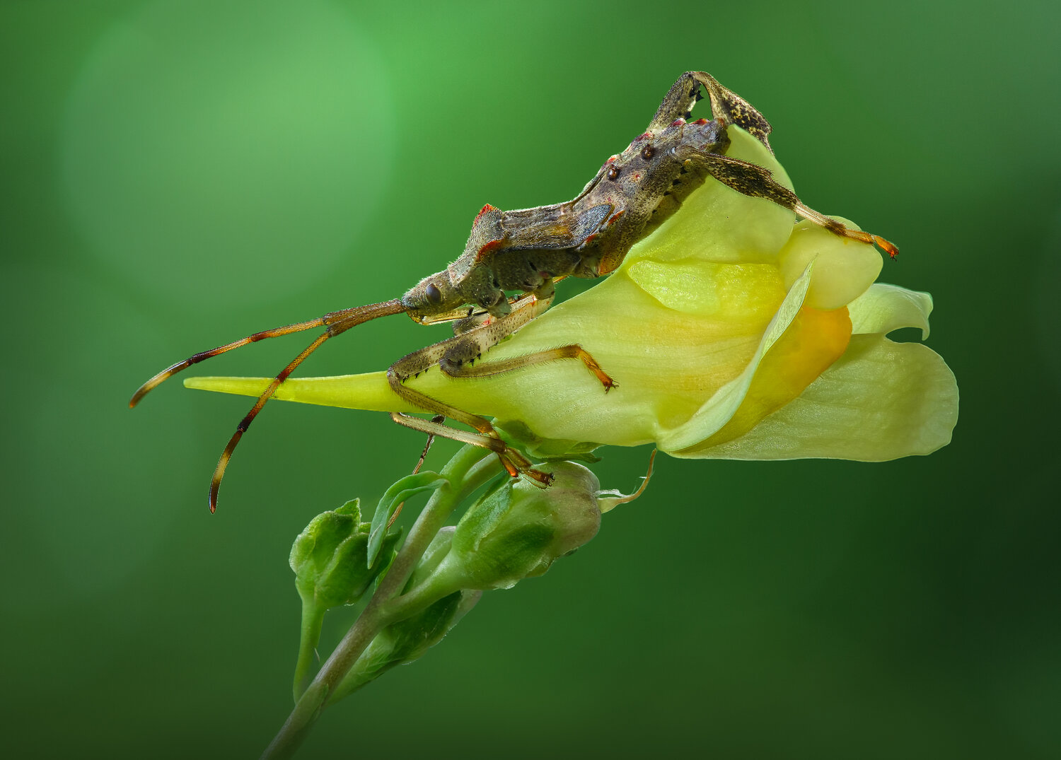 insect, macro, leaf, snapdragon, weed, flower, Atul Saluja