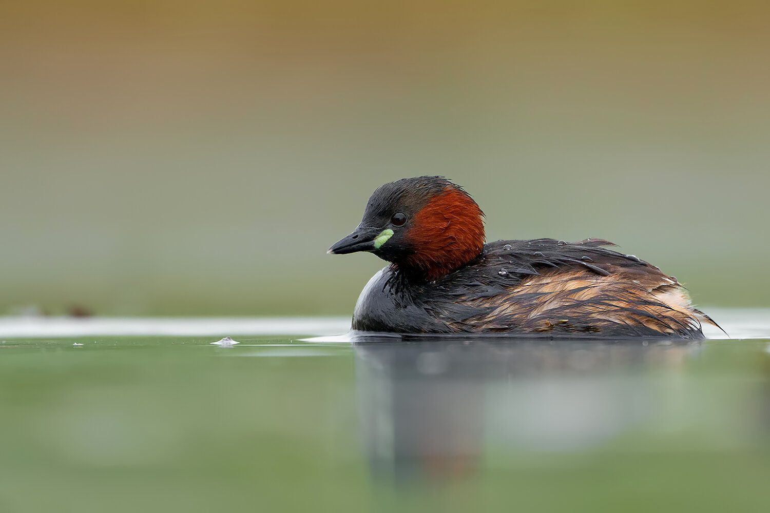 little grebe, tachybaptus ruficollis, grebe, dabchick, water bird, aquatic bird, bird, wild bird, wildlife, wildlife photography, bird photography, nature, nature photography, wetland, lake, pond, marsh, freshwater, swimming bird, water surface, reflectio, Damian Kwasek