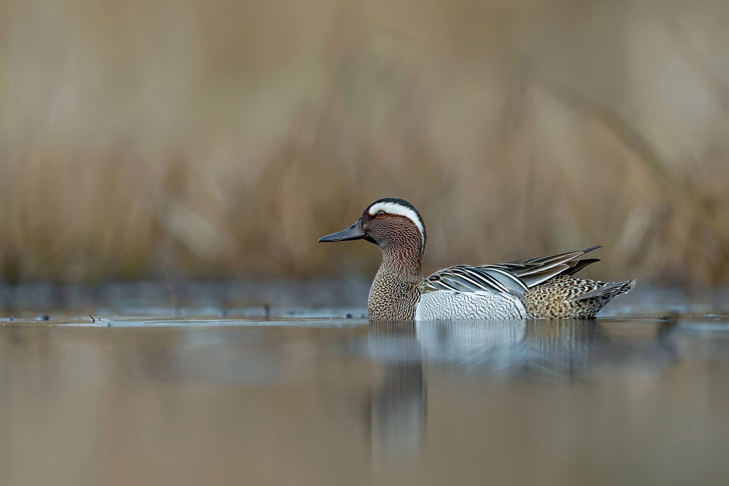 garganey, spatula querquedula, garganey duck, drake, male duck, duck, waterfowl, wild duck, bird, wild bird, wildlife, wildlife photography, bird photography, nature, nature photography, wetland, marsh, lake, pond, freshwater, swimming bird, water surface, Damian Kwasek