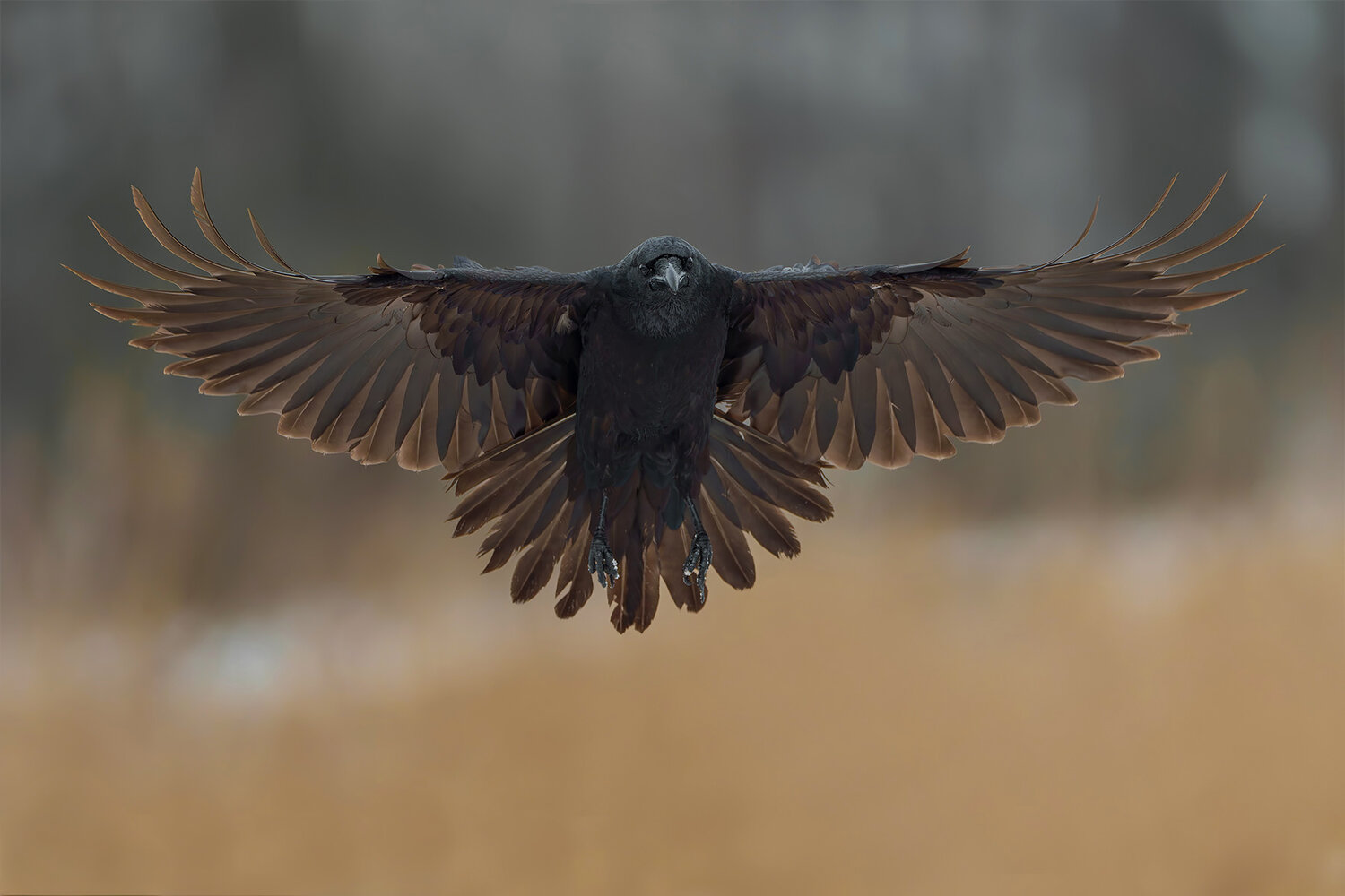 common raven, corvus corax, raven, corvid, black bird, bird, wild bird, wildlife, wildlife photography, bird photography, flying bird, bird in flight, wings spread, symmetrical, frontal view, feathers, plumage, powerful, majestic, intelligent bird, predat, Damian Kwasek