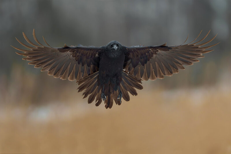 common raven, corvus corax, raven, corvid, black bird, bird, wild bird, wildlife, wildlife photography, bird photography, flying bird, bird in flight, wings spread, symmetrical, frontal view, feathers, plumage, powerful, majestic, intelligent bird, predat Common Raven in Symmetrical Flight фото превью