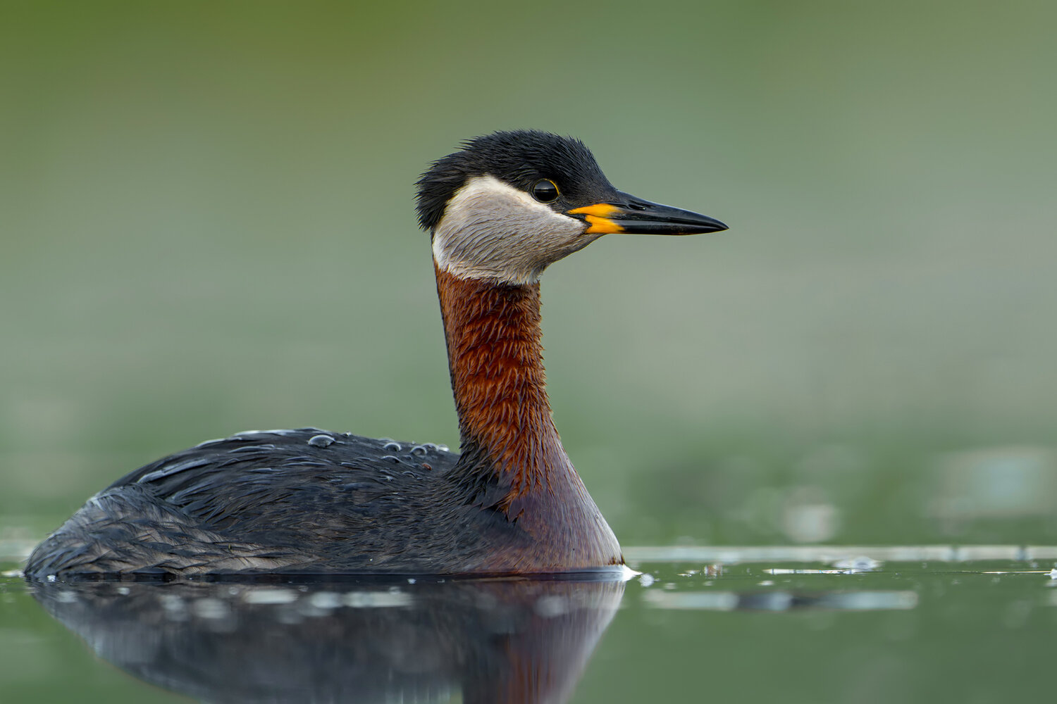 a red-necked grebe (podiceps grisegena), chestnut-red neck, subtle water droplets on the back, and soft pastel background create a refi, Damian Kwasek